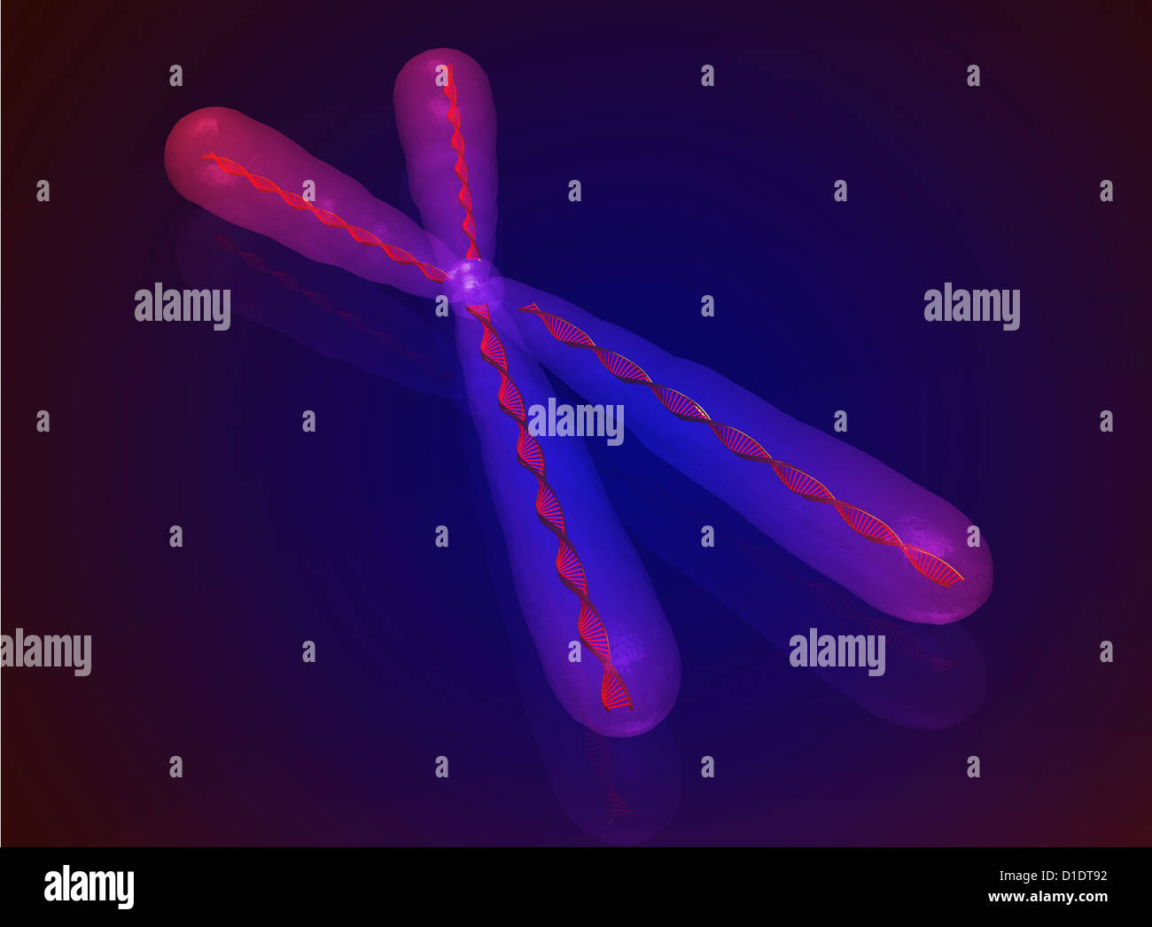 illustration of human chromosome Stock Photo - Alamy