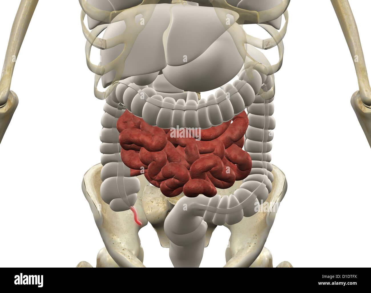 Human anatomy showing organ systems Stock Photo