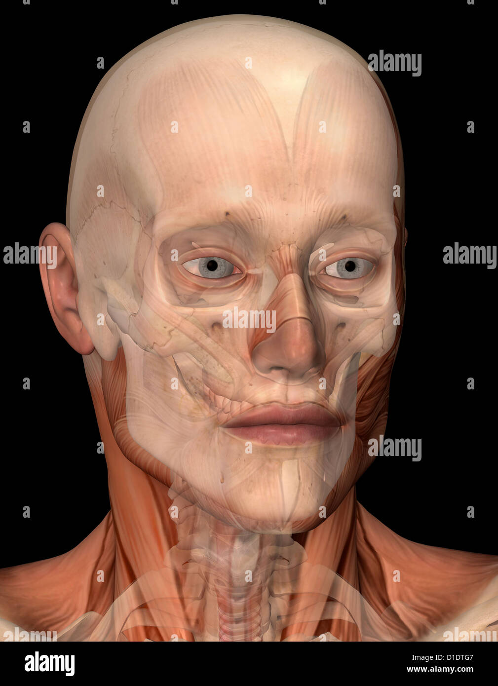 human head anatomy showing the brain within the skull Stock Photo