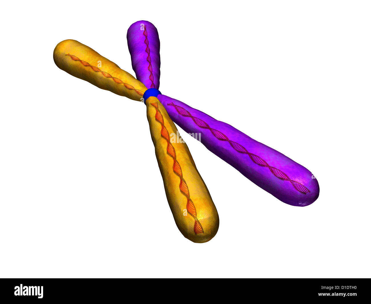 illustration of human chromosome Stock Photo - Alamy