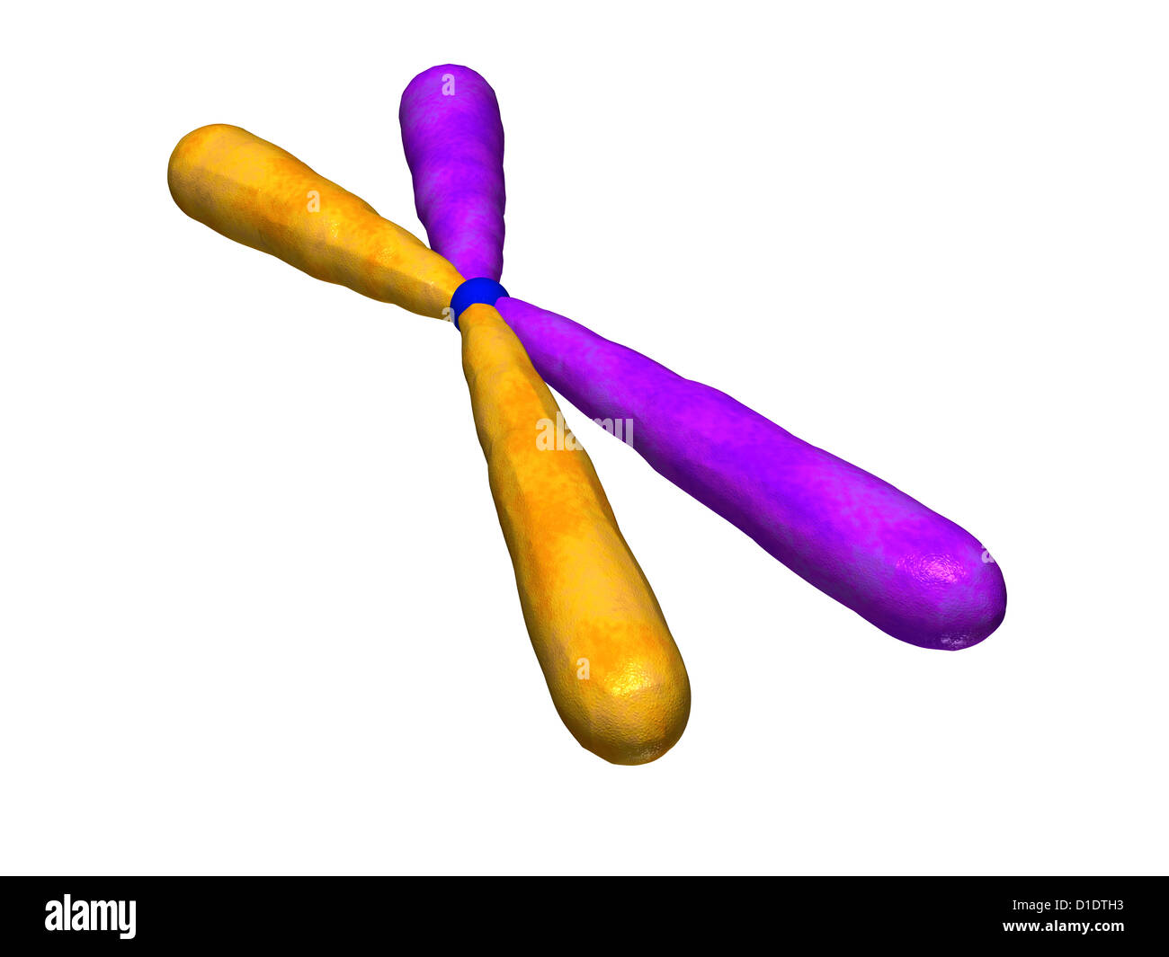 illustration of human chromosome Stock Photo - Alamy
