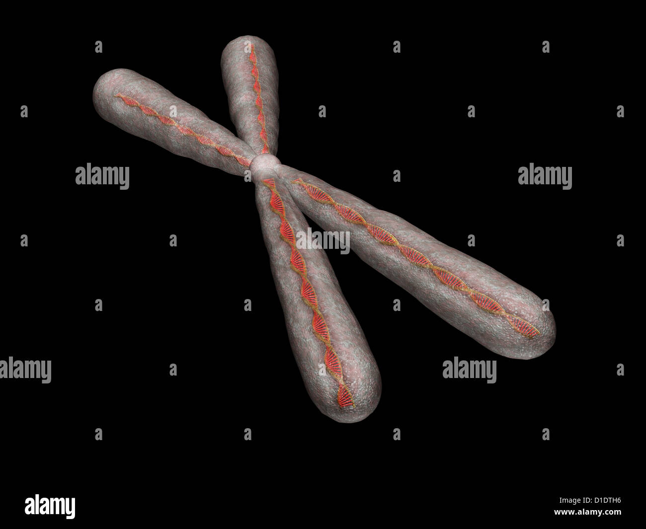 illustration of human chromosome Stock Photo - Alamy