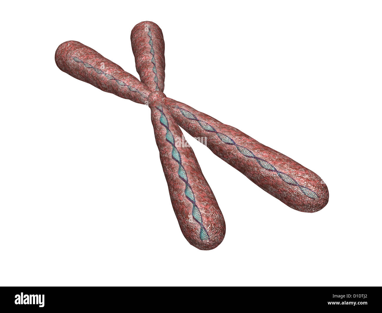 illustration of human chromosome Stock Photo - Alamy