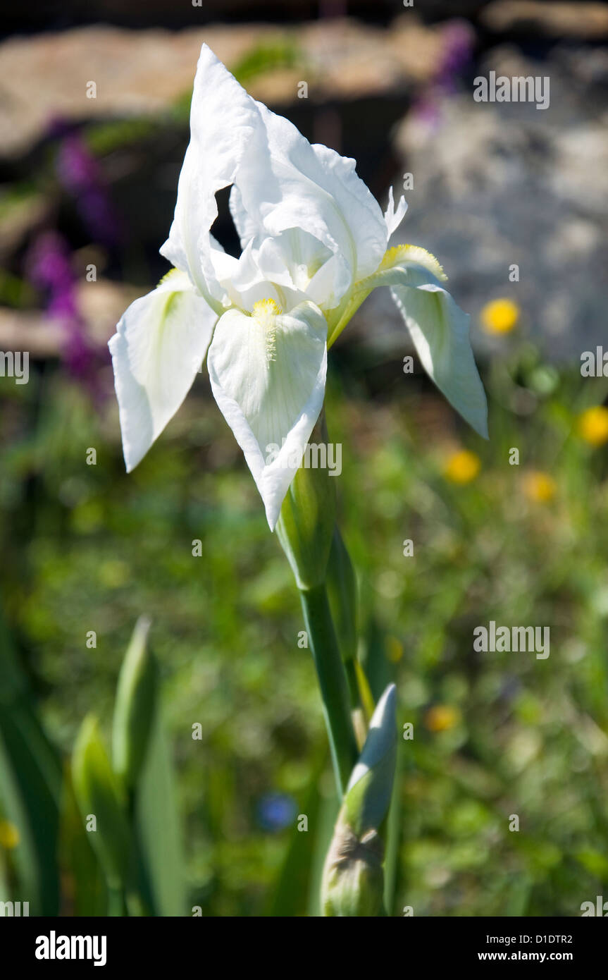 Single white iris flower in the garden Stock Photo