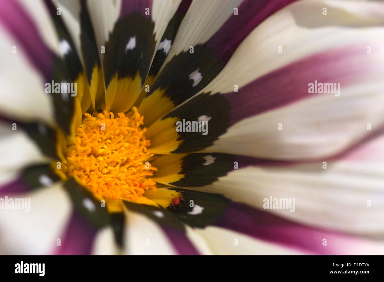 Close-up of a Treasure Flower (Gazania) Stock Photo