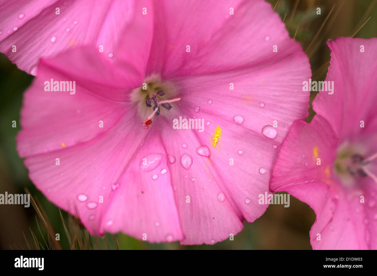 Flowers pink wildflowers greece hi-res stock photography and images - Alamy
