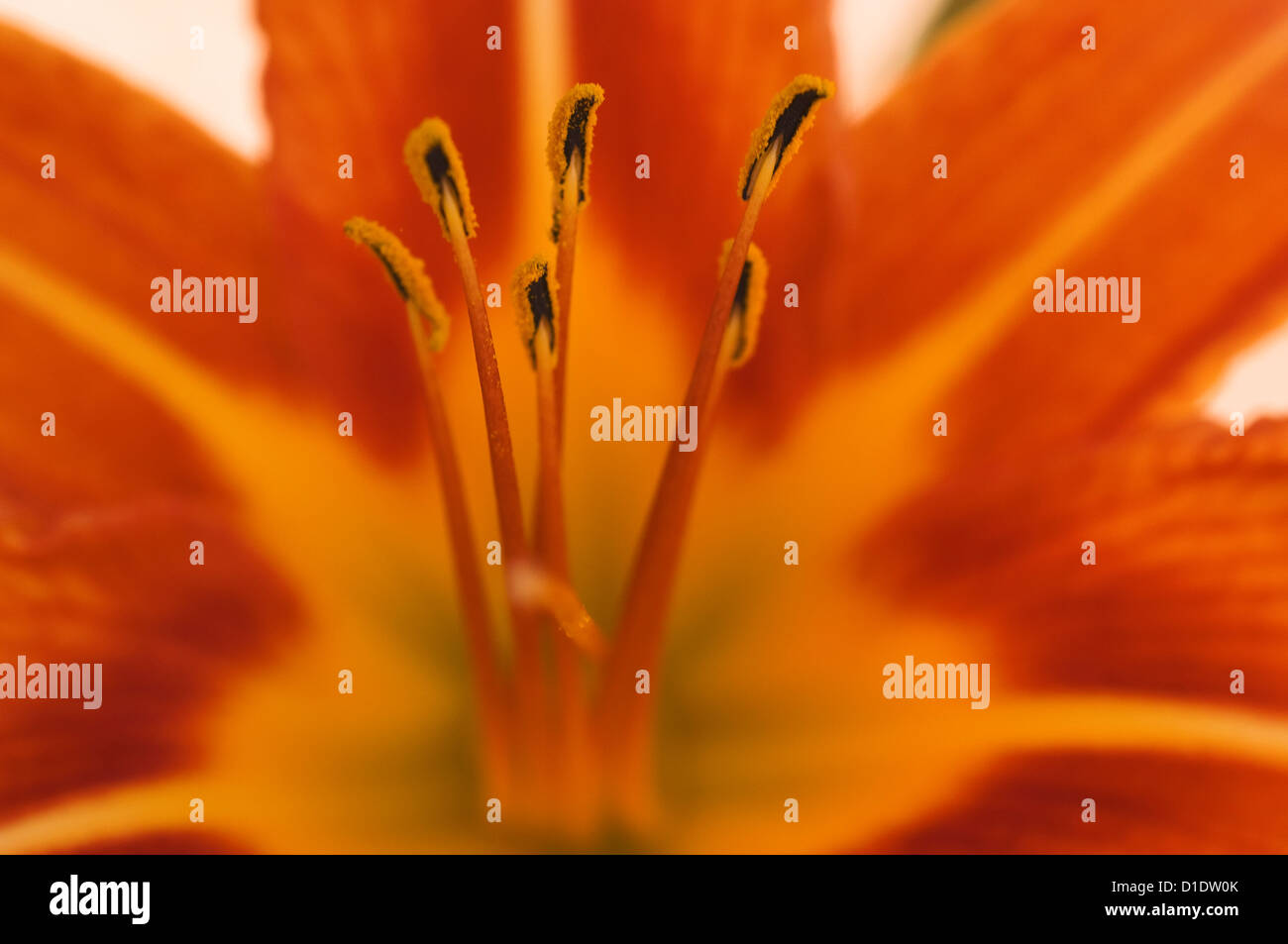 Bloom of the Orange Daylily  (detail) Stock Photo