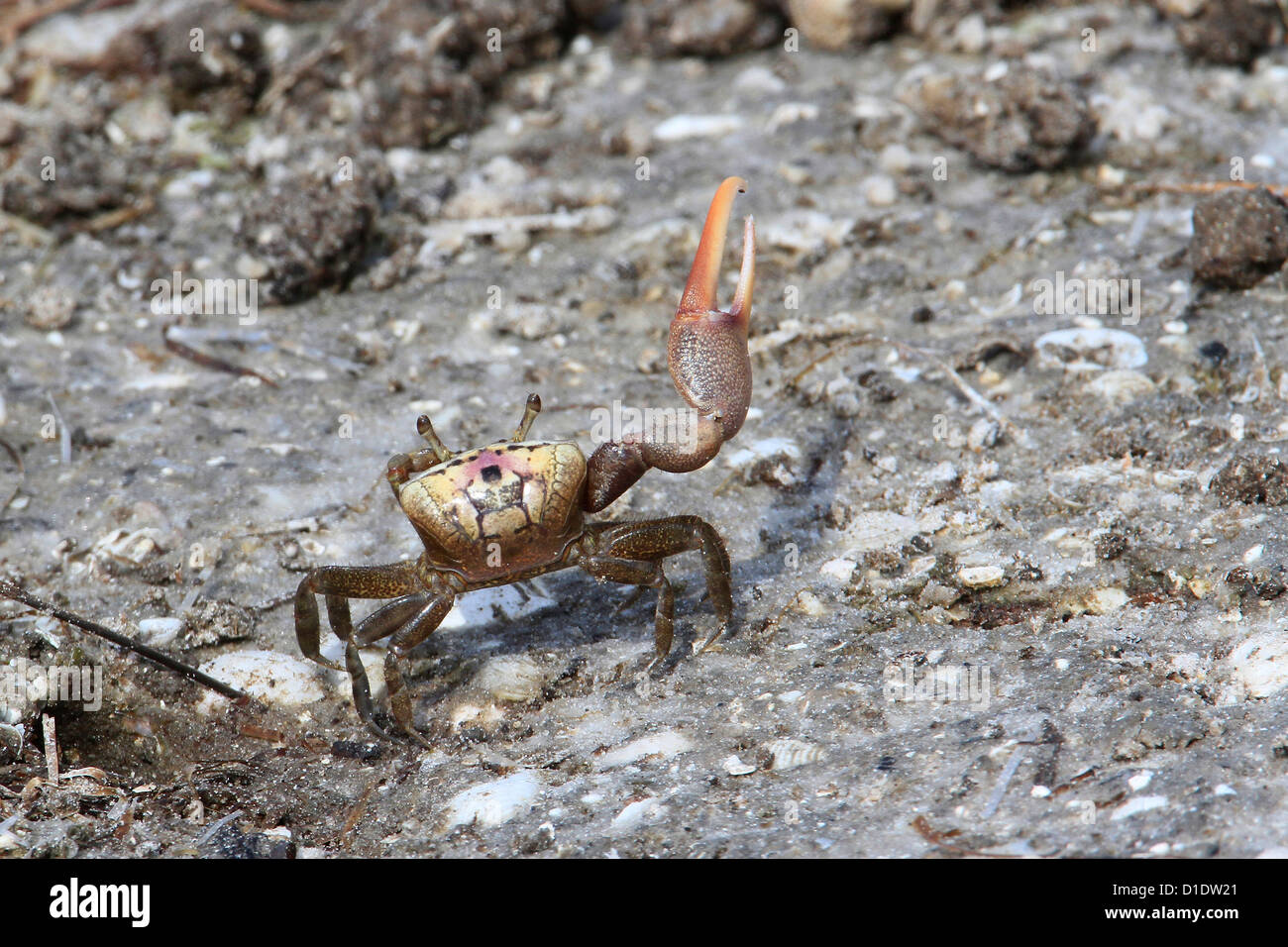 Sand Fiddler Crab (Uca pugilator), right-handed male on beach