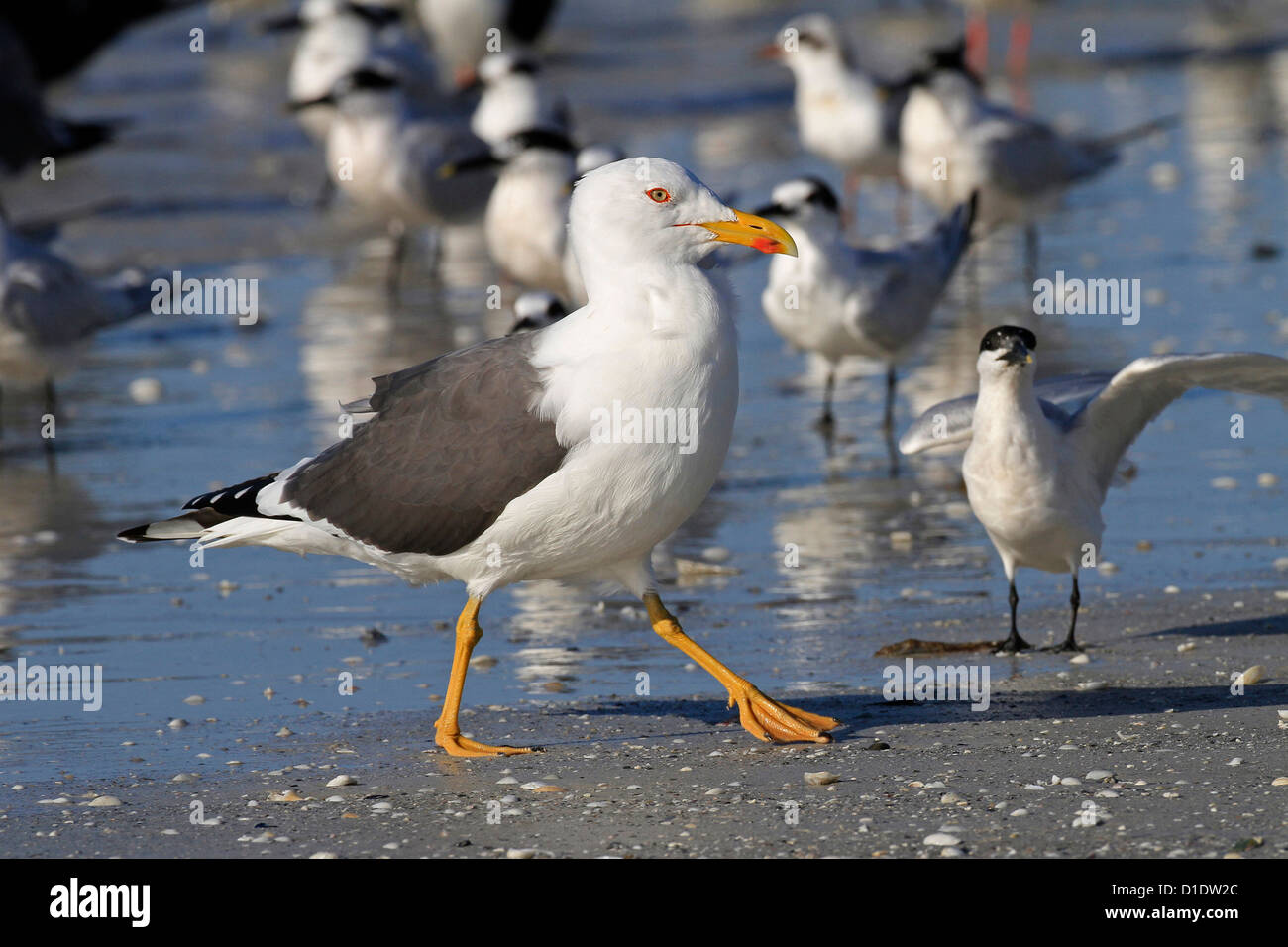 Lesser Black-backed Gull (Larus fuscus) Gulf of Mexico USA Stock Photo