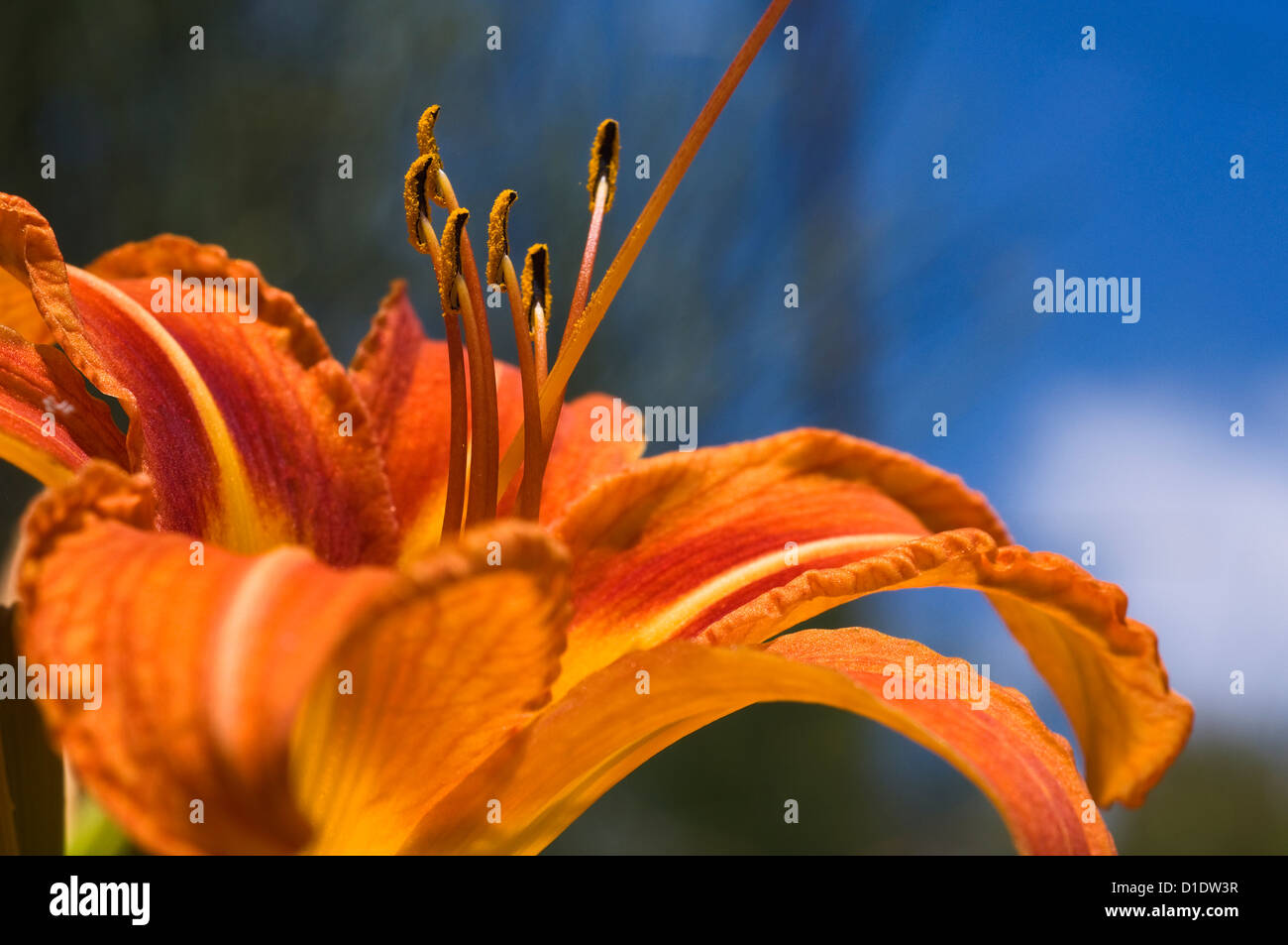 Bloom of the Orange Daylily  (close-up) Stock Photo