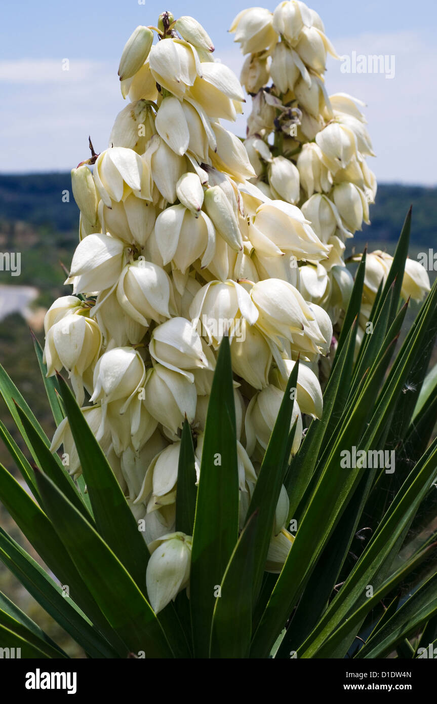 Flowering yucca palm Stock Photo