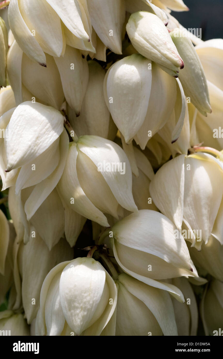 Blooms of a yucca palm Stock Photo