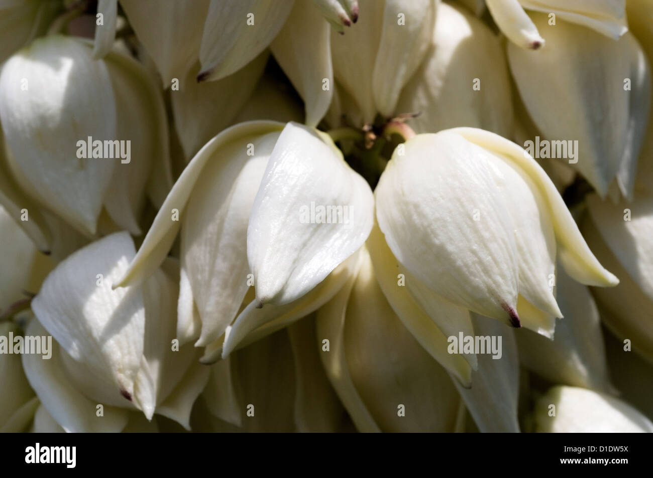 Blooms of a yucca palm Stock Photo