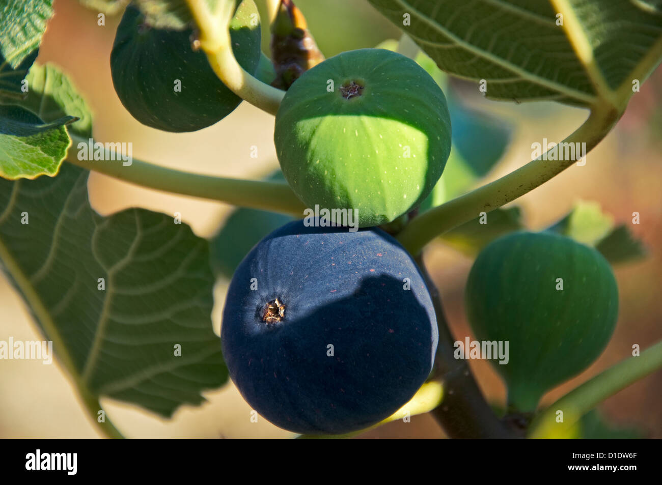 Green and blue figs on the tree (Ficus carica) Stock Photo