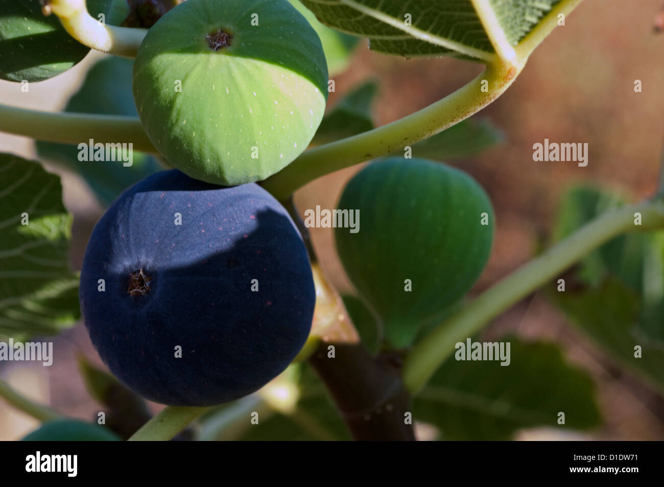 Green and blue figs on the tree (Ficus carica) Stock Photo