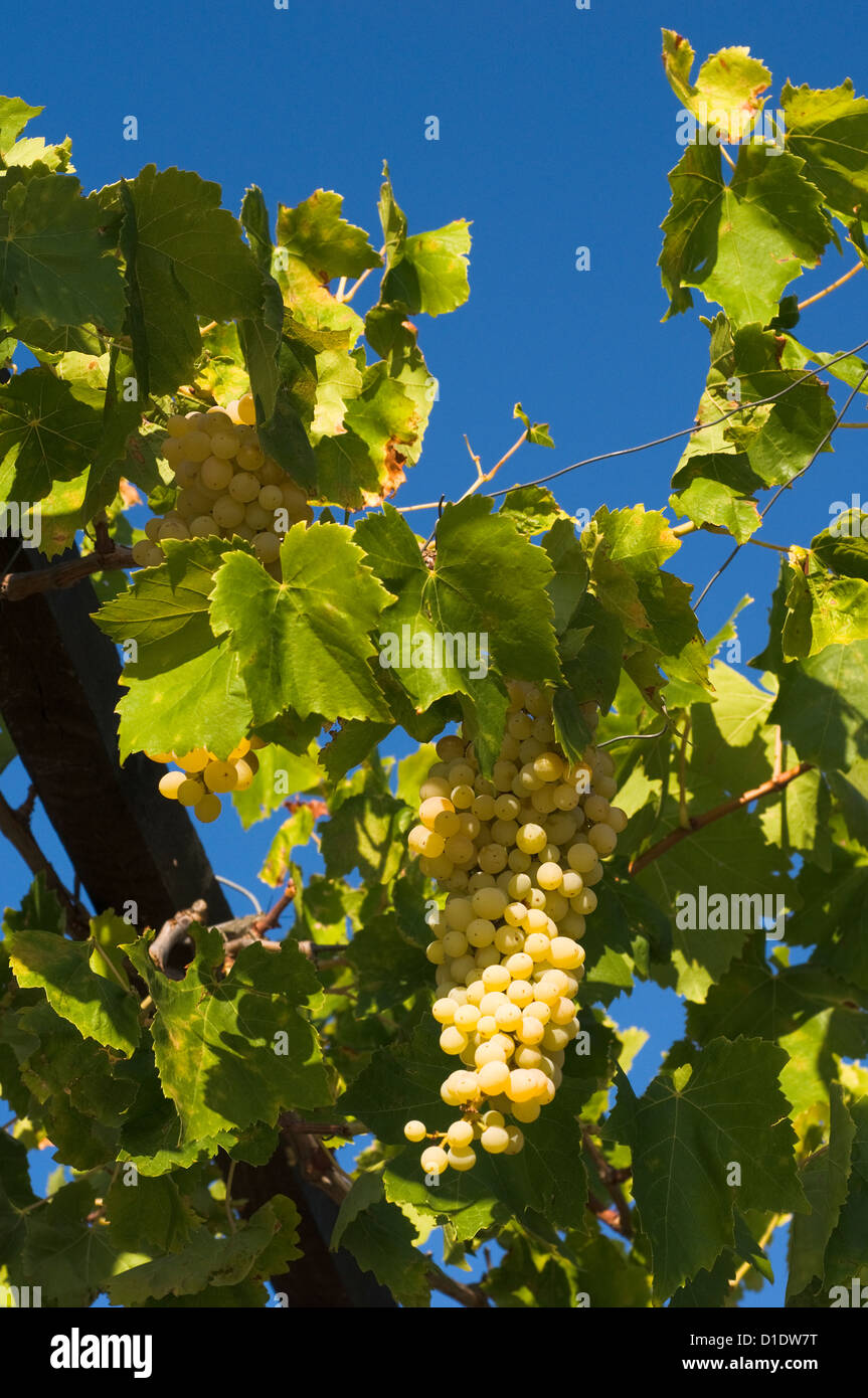 Grapes against blue sky Stock Photo