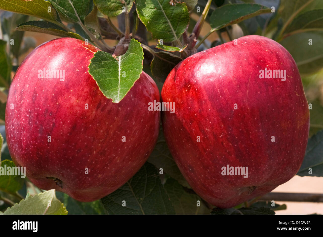 Two red apples on the tree Stock Photo