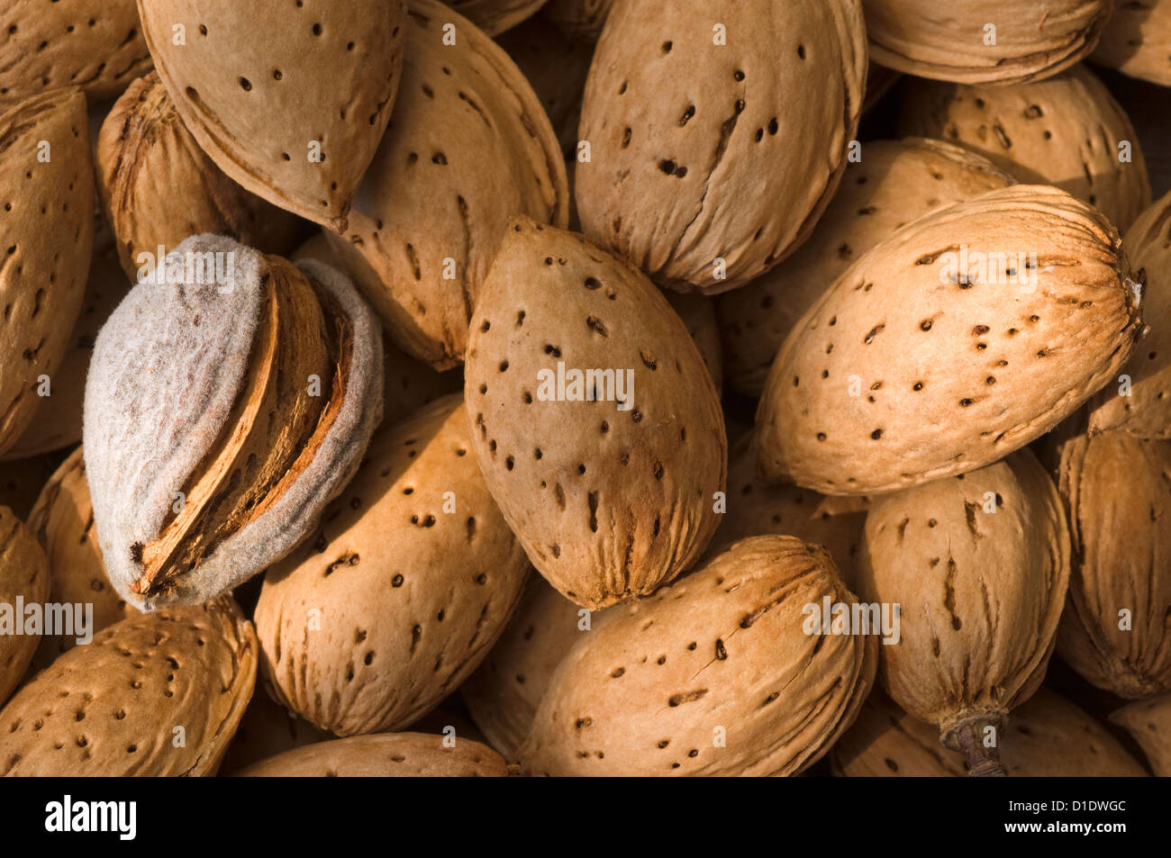 Agricultural shells hires stock photography and images Alamy