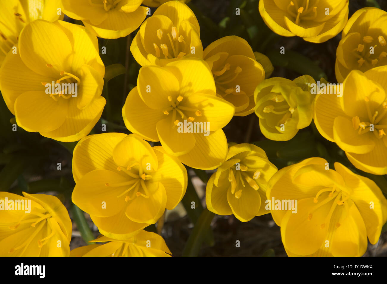 Blooms of the Yellow Autumn Crocus Stock Photo