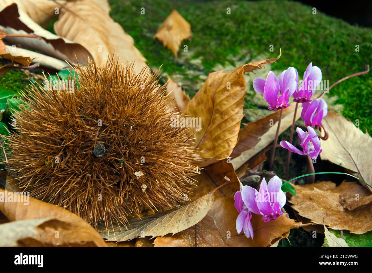 Sweet chestnut and wild cyclamen on forest floor Stock Photo