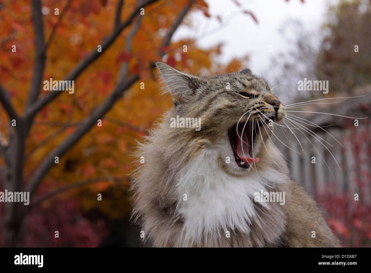 Yawning Kitty Cat Stock Photo