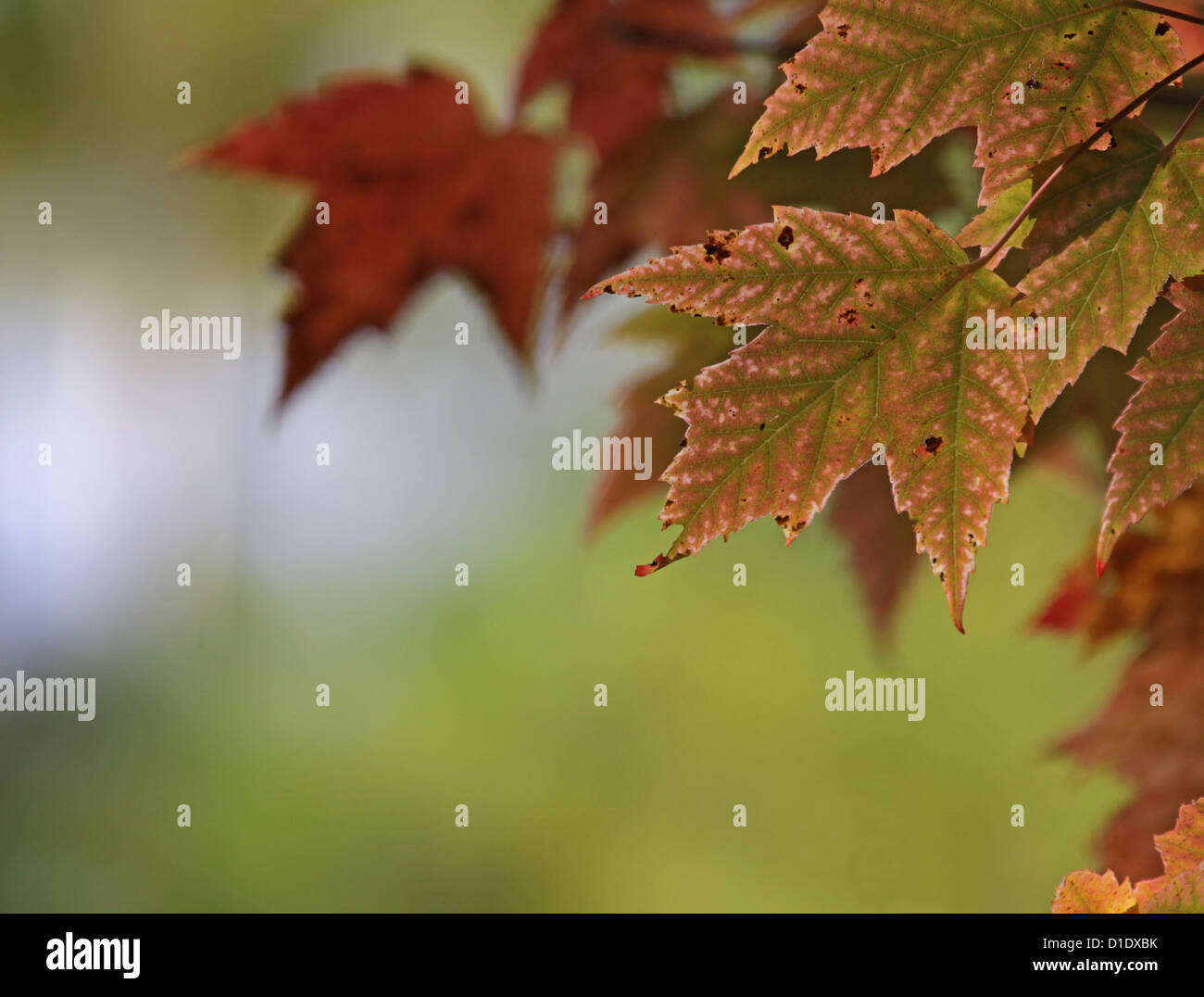 Green leaves turning red hi-res stock photography and images - Alamy