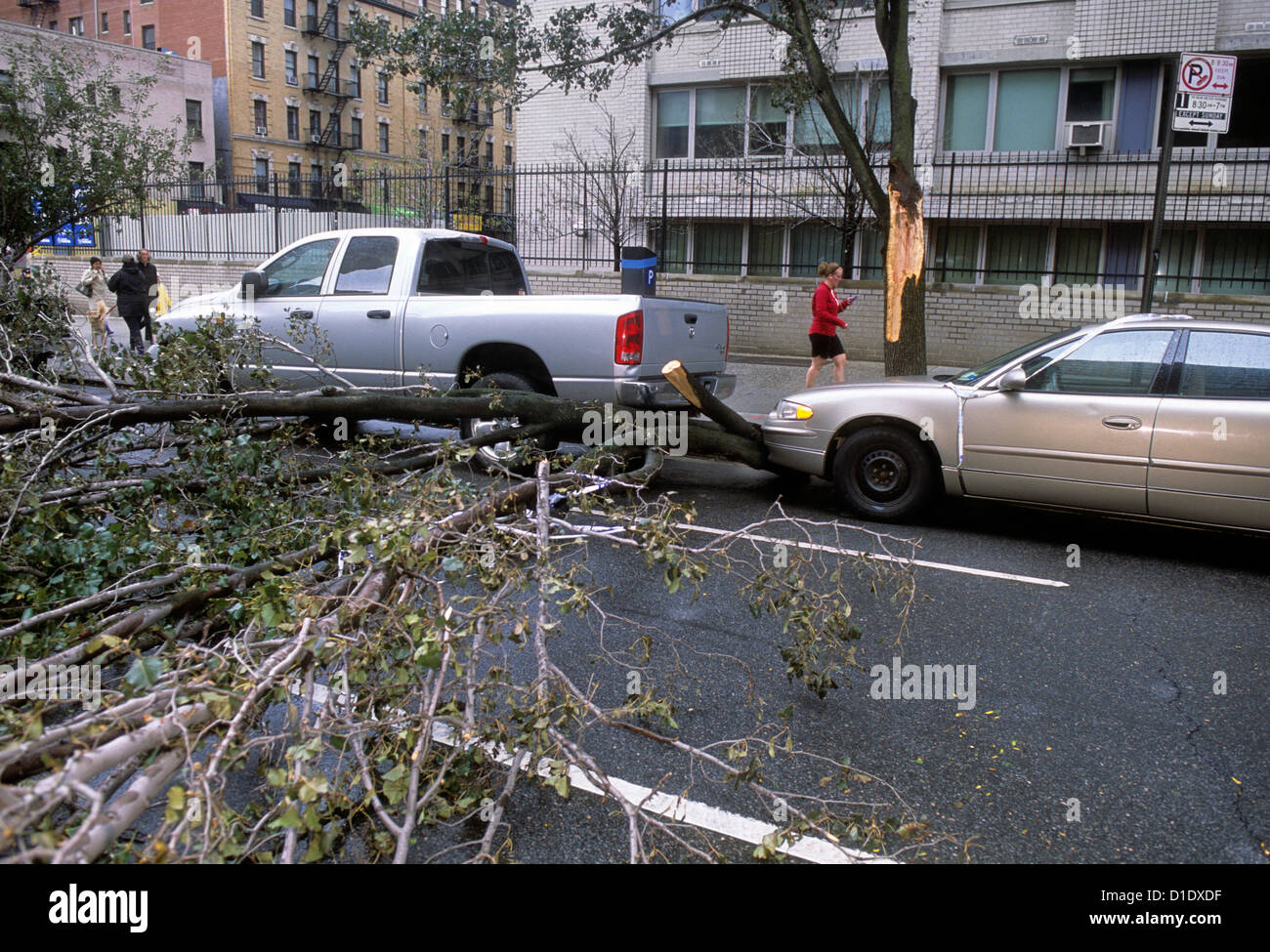 New York City street damage after a storm. Extreme weather. Fallen tree laying across a road. Hurricane Sandy aftereffect in New York, USA Stock Photo