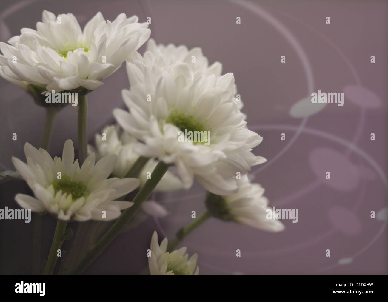 Spray mums (Mourning image Stock Photo Alamy