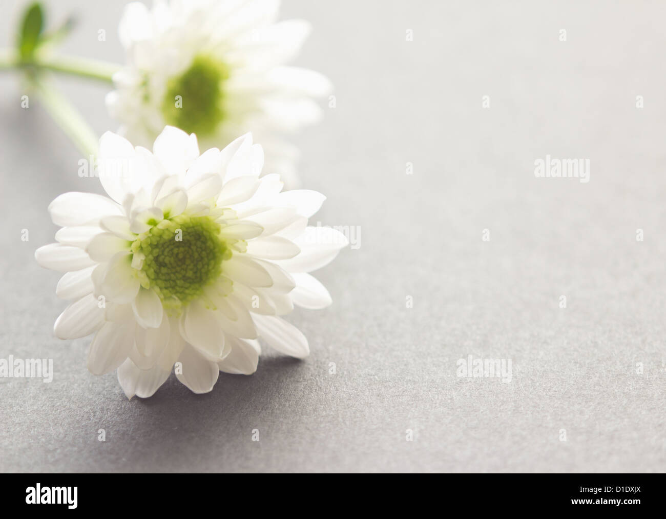 Spray mum hires stock photography and images Alamy