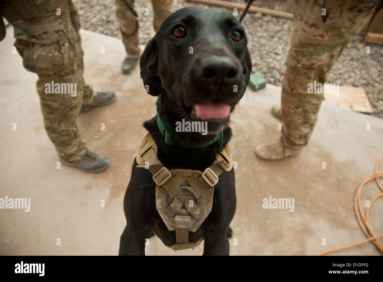 Paris, a military working dog prepares for patrol December 15, 2012 in Farah province, Afghanistan. Stock Photo