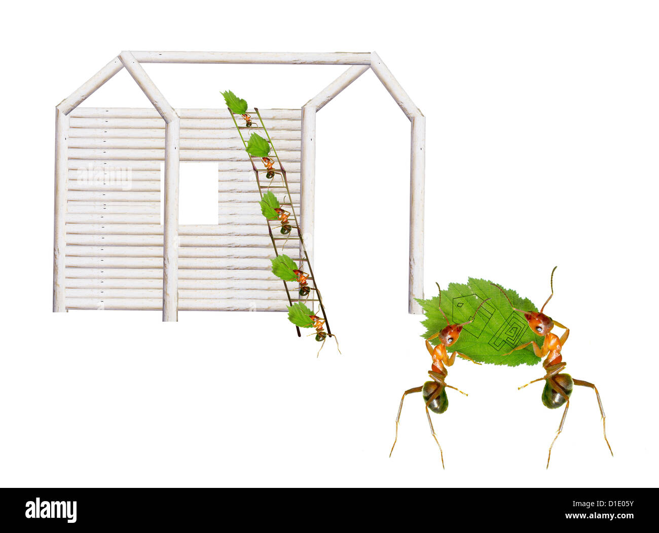 View of Very interesting ants building design Stock Photo - Alamy