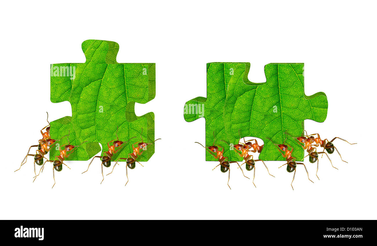The ants collective move the jigsaw puzzle Stock Photo - Alamy