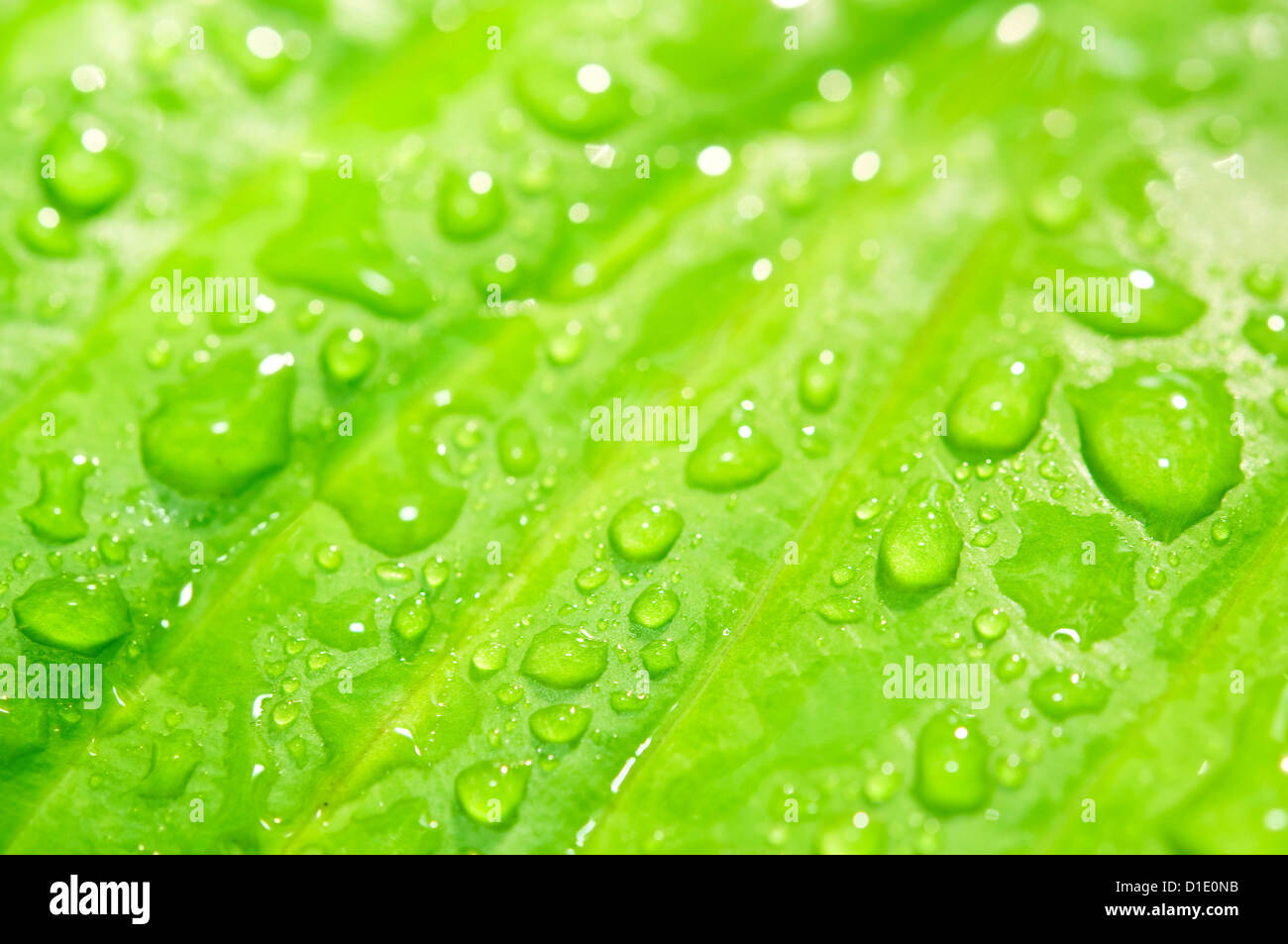 Green leaf with rain drops background. Selective focus on drops on front of right part of the leaf Stock Photo