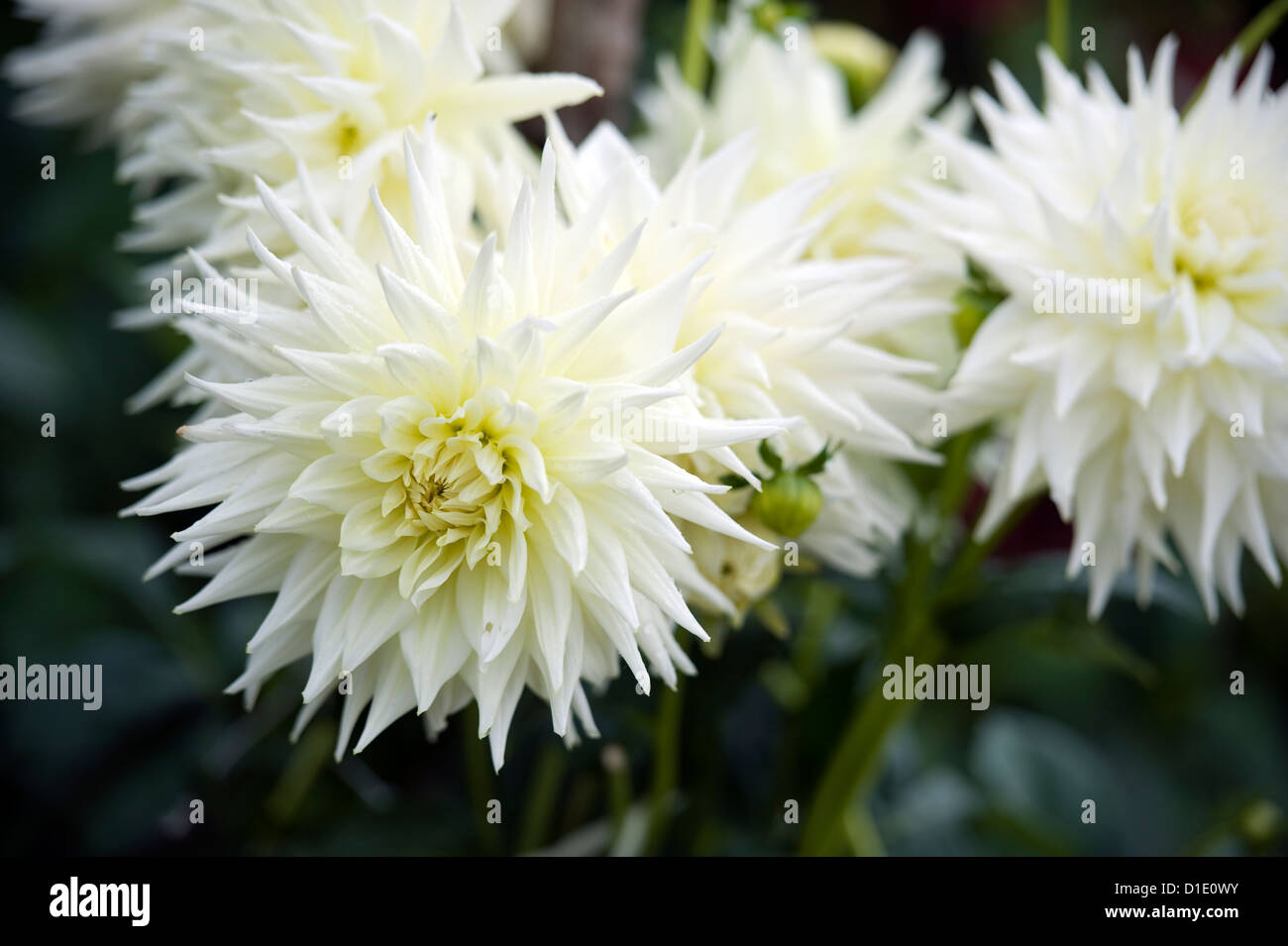 White spiky flowers Stock Photo