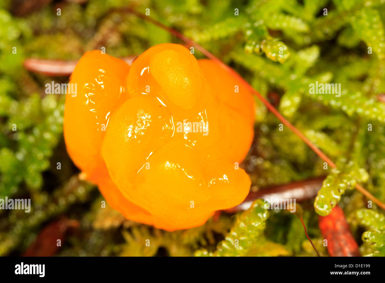 Orange Jelly fungus (Dacrymyces palmatus) in moss Stock Photo Alamy