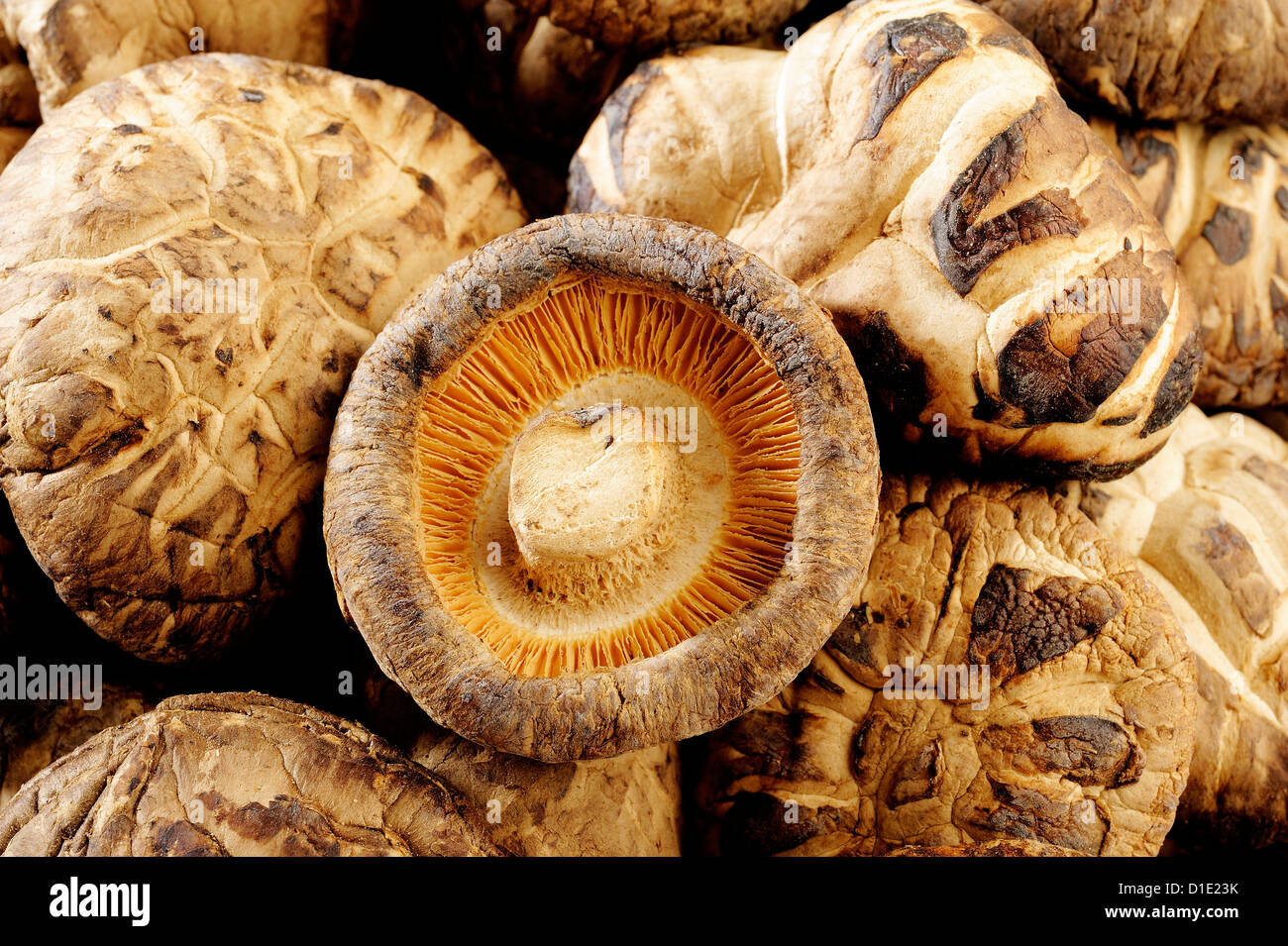 dried shiitake mushrooms Stock Photo Alamy