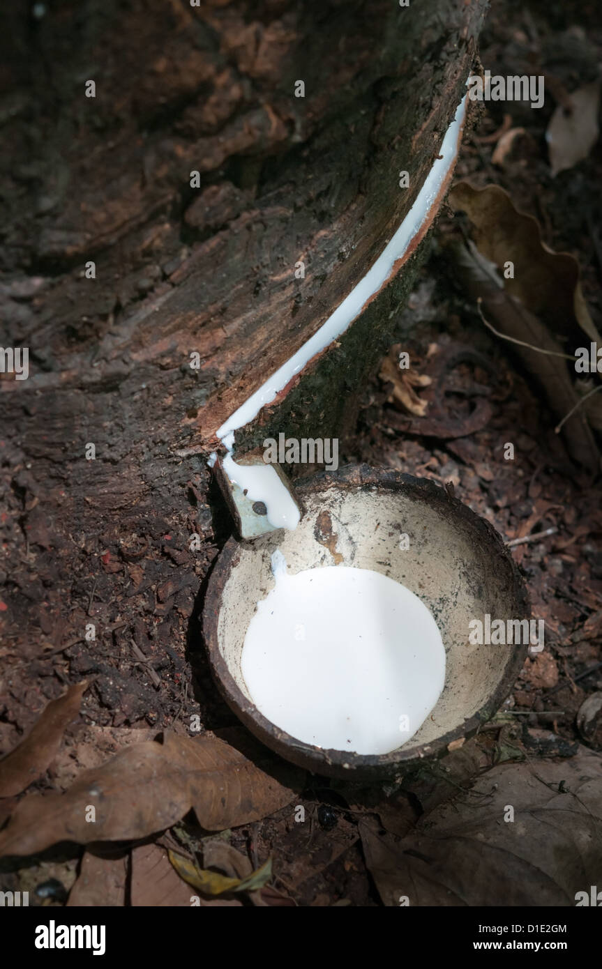 Milk of rubber tree Hevea flows into a wooden bowl Stock Photo
