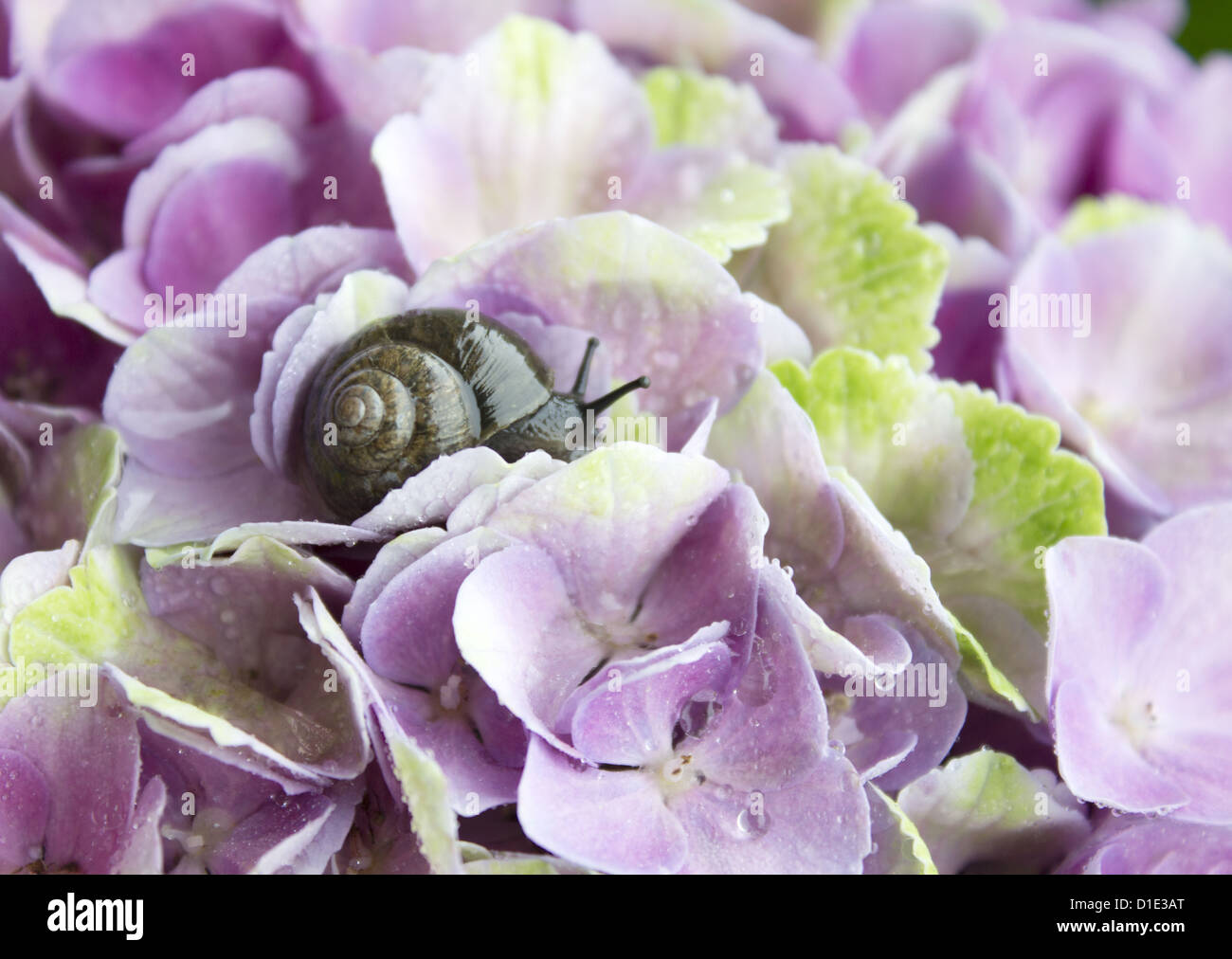 Hydrangea and a snail Stock Photo Alamy