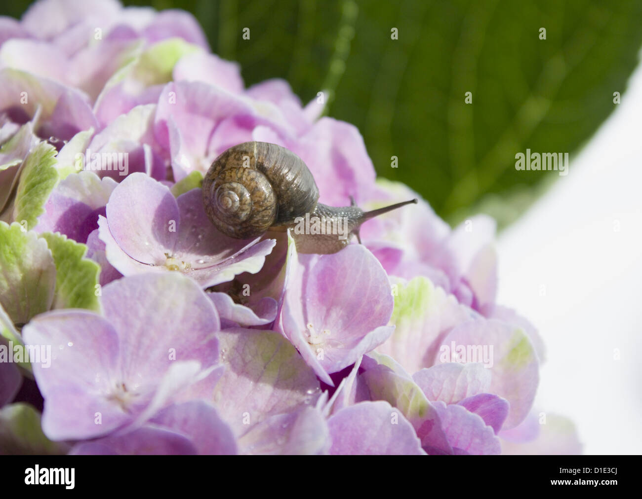 Hydrangea and a snail Stock Photo Alamy
