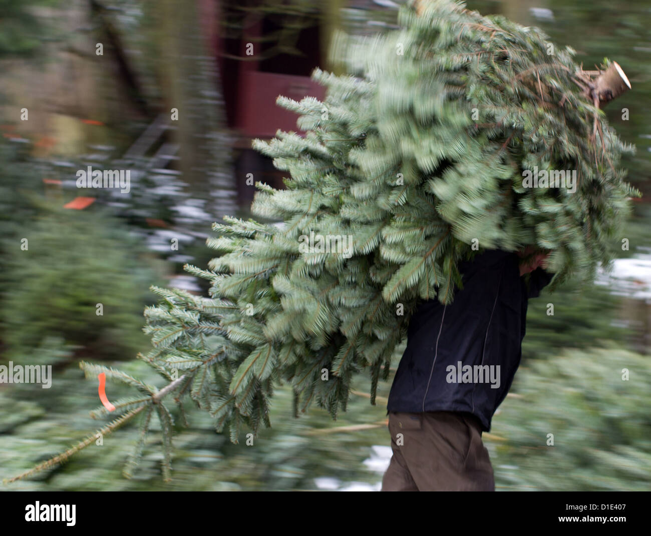 A Christmas tree vendor carries a Christmas tree on his shoulder in