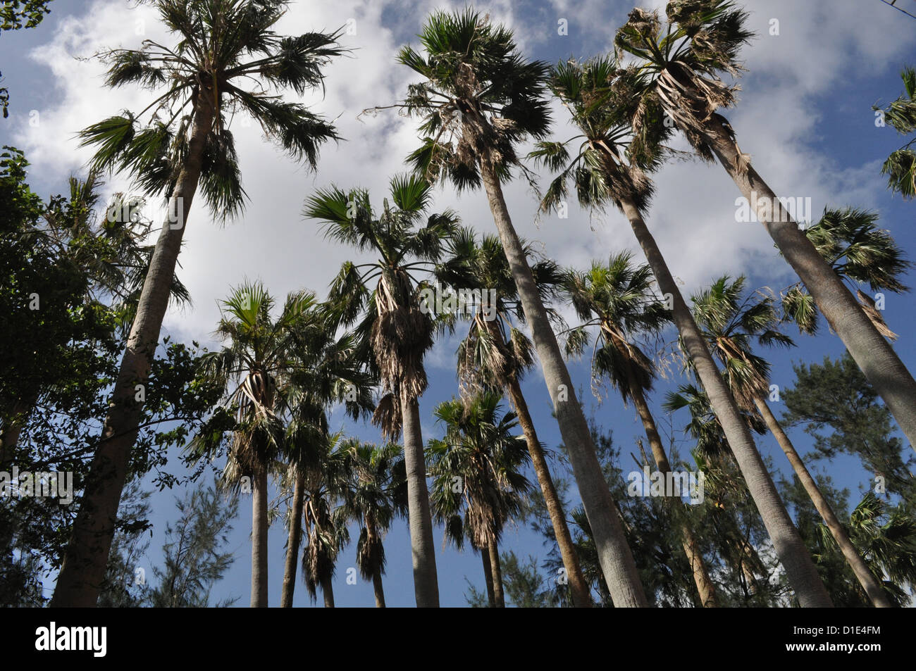 Naha (Okinawa, Japan), palm trees Stock Photo Alamy