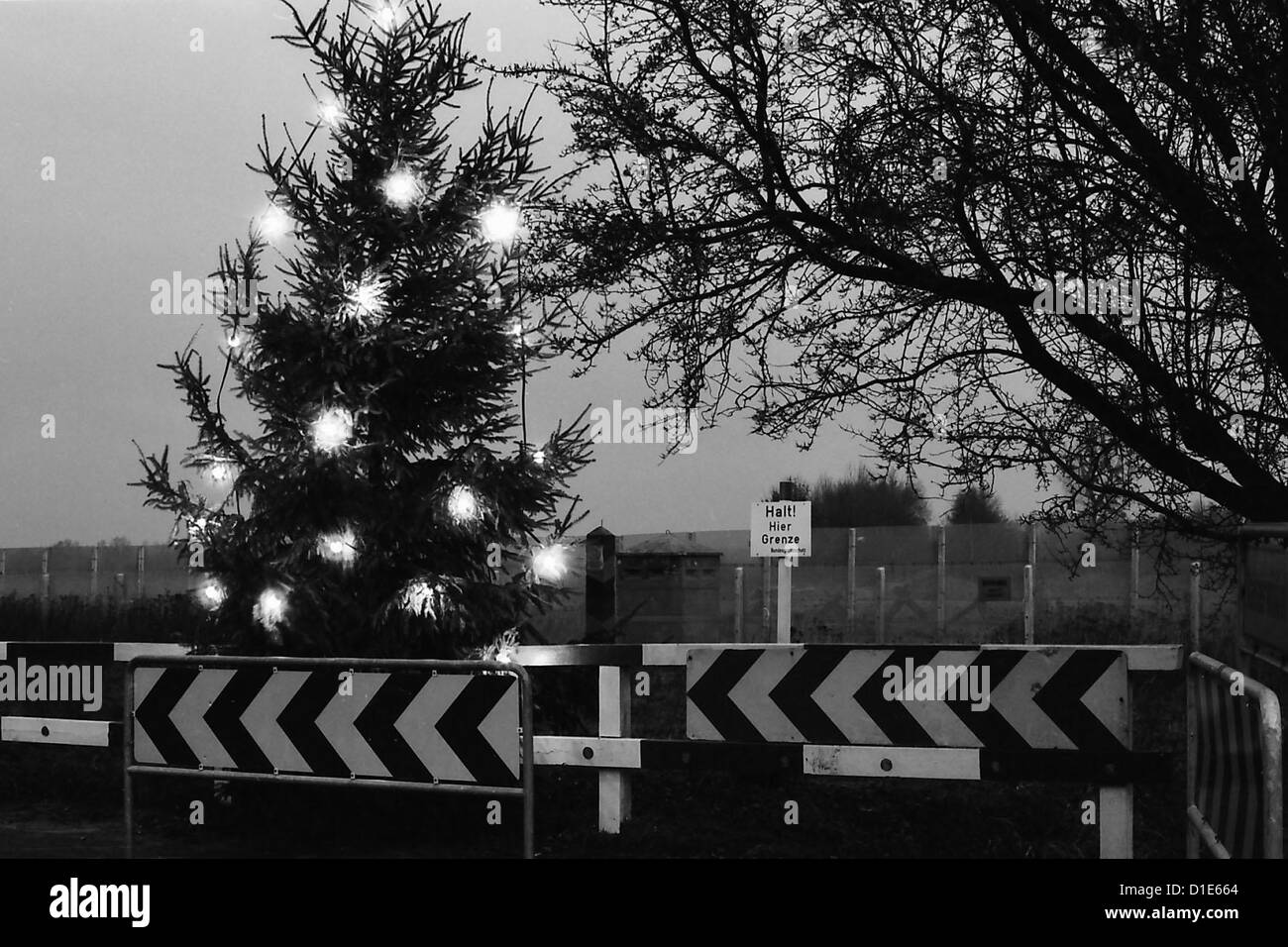 14 Dezember 2019, Brandenburg, Tempelberg: Zwei Weihnachtsbäume in einem  Netz liegen auf einem Dach Auto verpackt und wurden ordnungsgemäß mit einem  Spanngurt befestigt. Foto: Patrick Pleul/dpa-Zentralbild/ZB Stockfotografie  - Alamy