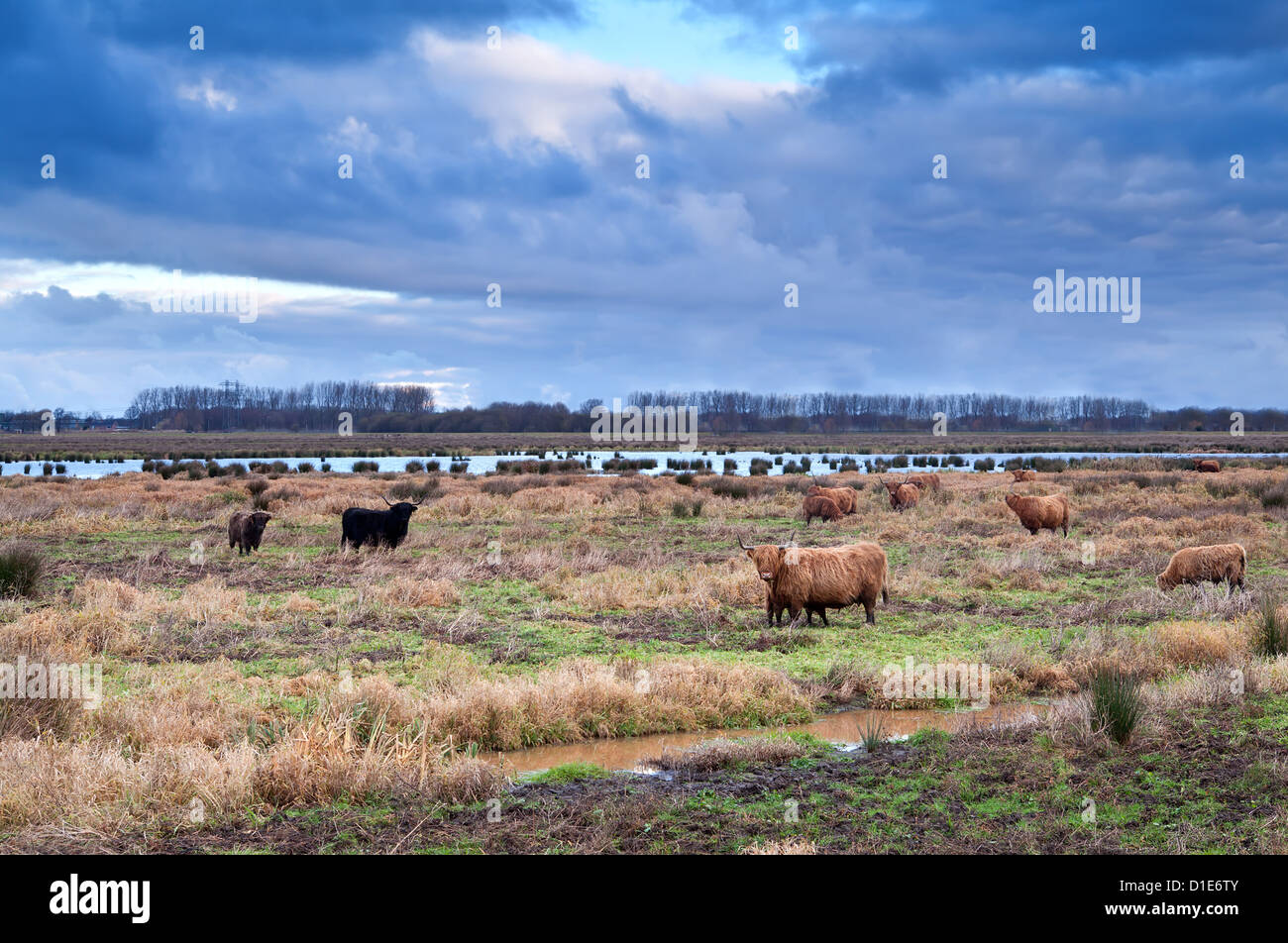 scottish cattle on wild meadows at clouded weather Stock Photo