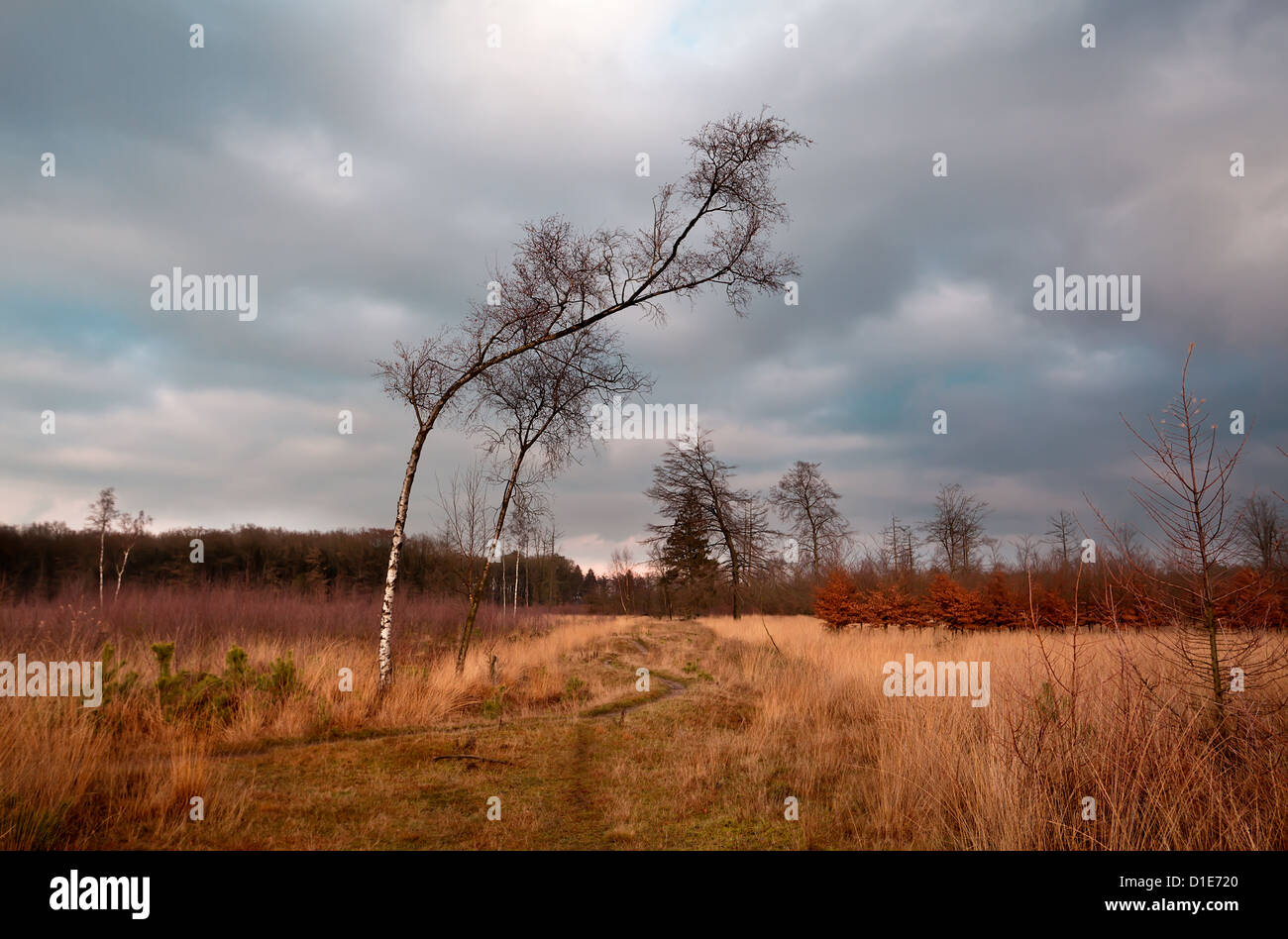 birch on wild savanna at clouded weather, Dwingelderveld Stock Photo