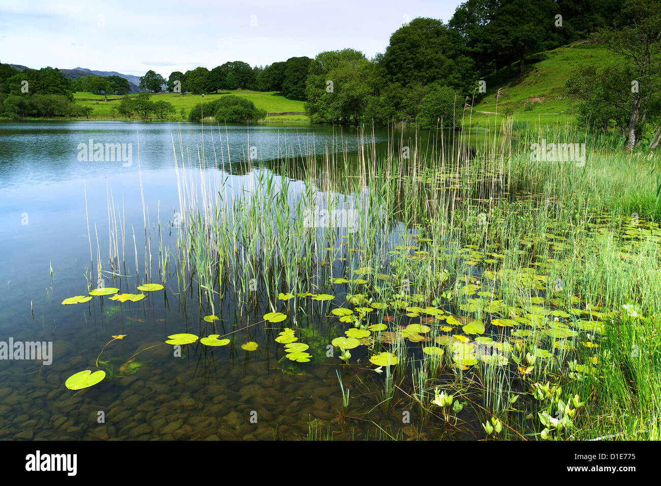 Loughrigg Tarn, Lake District National Park, Cumbria, England, United Kingdom, Europe Stock Photo