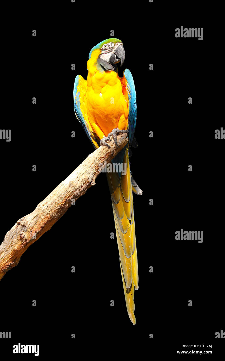 Blue and yellow macaw (blue and gold macaw) (Ara ararauna) in captivity, United Kingdom, Europe Stock Photo
