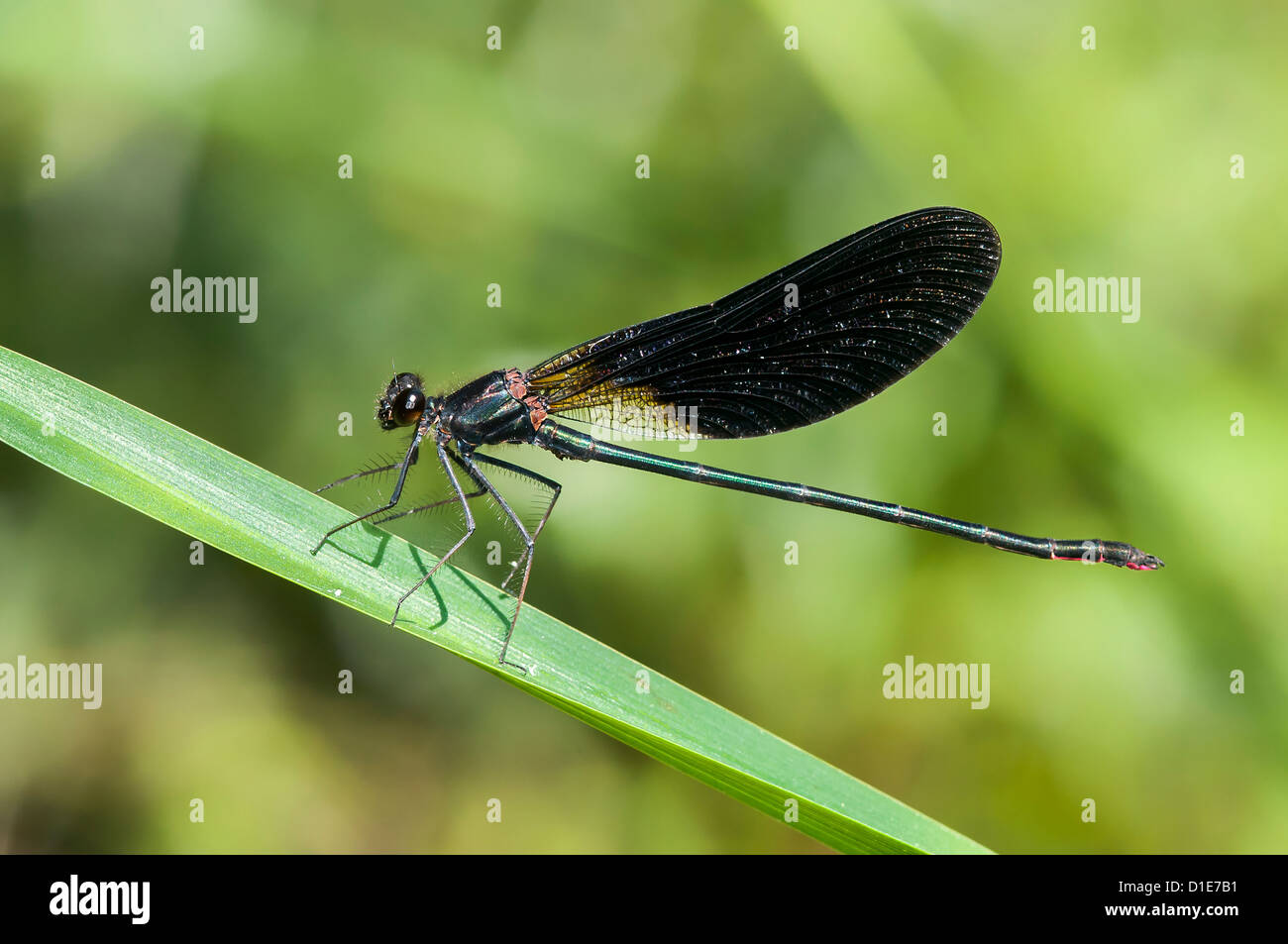 Calopteryx haemorrhoidalis, Male, Agroal, Portugal Stock Photo Alamy