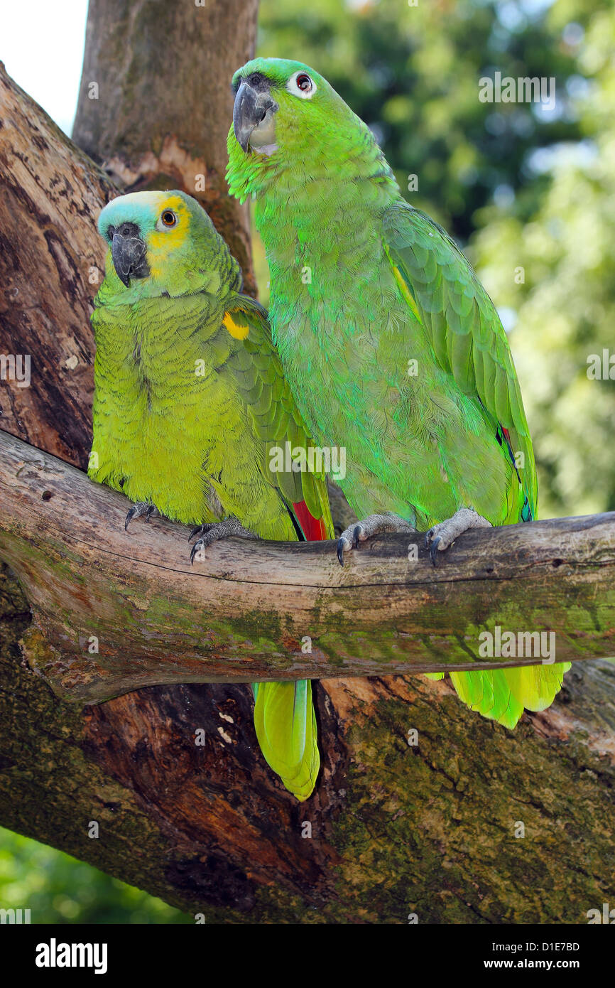 Mealy parrot (Amazona farinosa) and blue-fronted Amazon parrot (Amazona aestiva) native to South America sitting in captivity Stock Photo