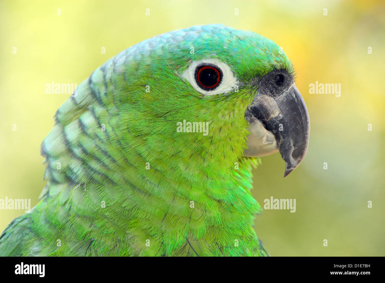 Mealy parrot (Amazona farinosa) is one of the largest Amazon parrot species, in captivity in the United Kingdom, Europe Stock Photo