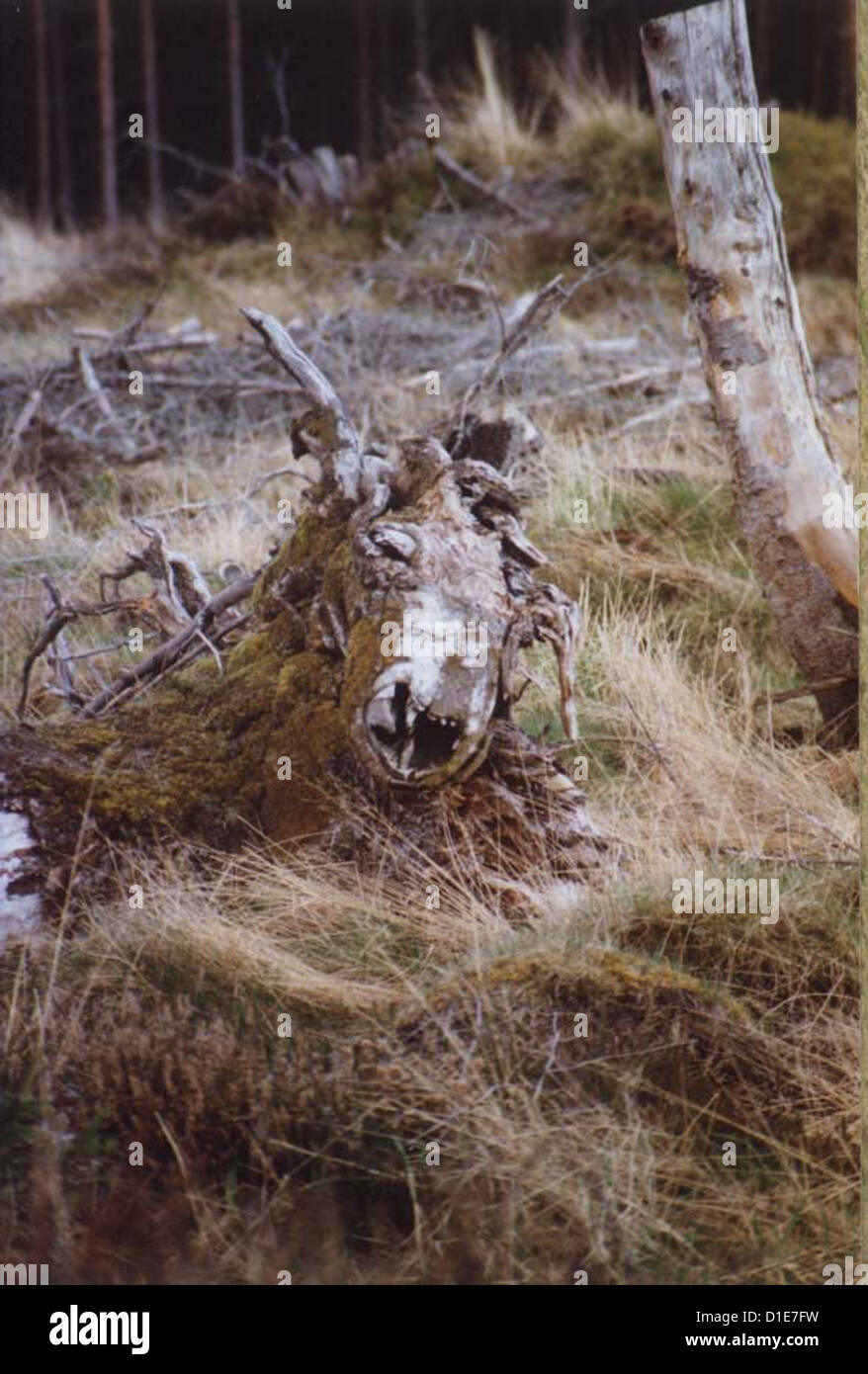 Magical Old Tree Stump Stock Photo